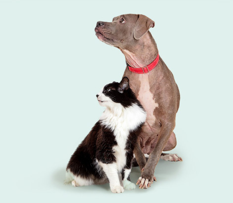 Brązowy pies i czarno-biały kot siedzące i spoglądające w bok